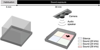 The Shank3-InsG3680(+/+) mouse model of autism spectrum disorder displays auditory avoidance in a novel behavioral test